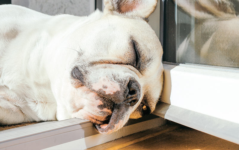 Consejo de salud para perros