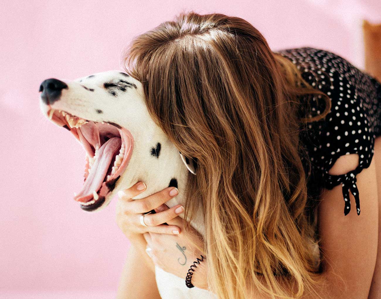 Consejo de prevención para perros